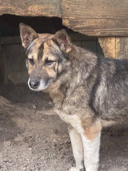 Ben - Der Interessierte 🐾