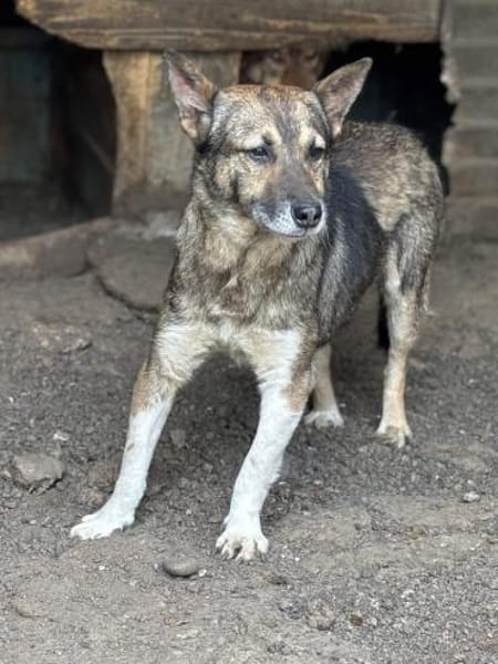 Ben - Der Interessierte 🐾