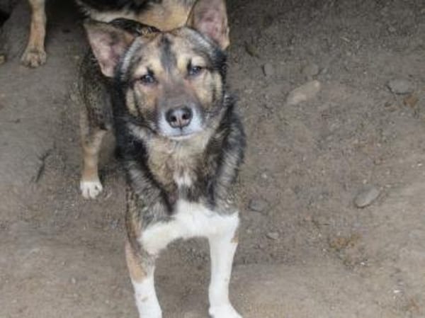 Ben - Der Interessierte 🐾