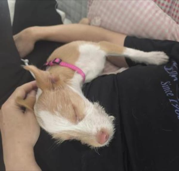 Thyron  kleiner Podenco-Mix sucht