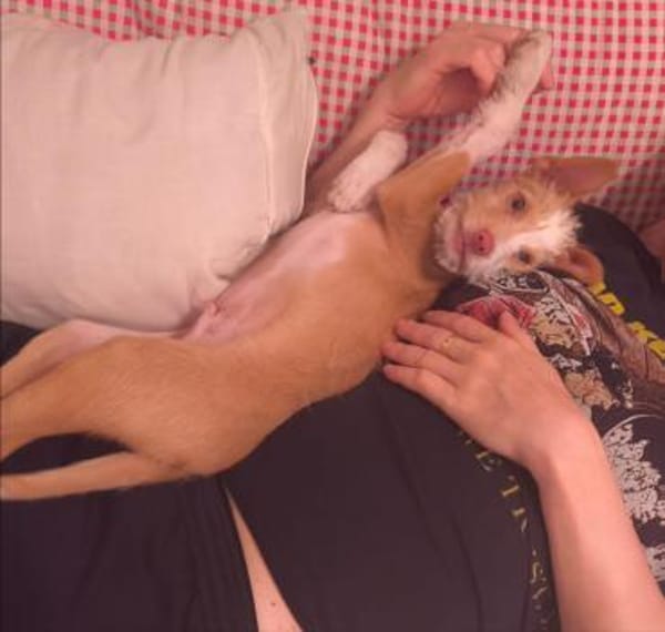 Thyron  kleiner Podenco-Mix sucht