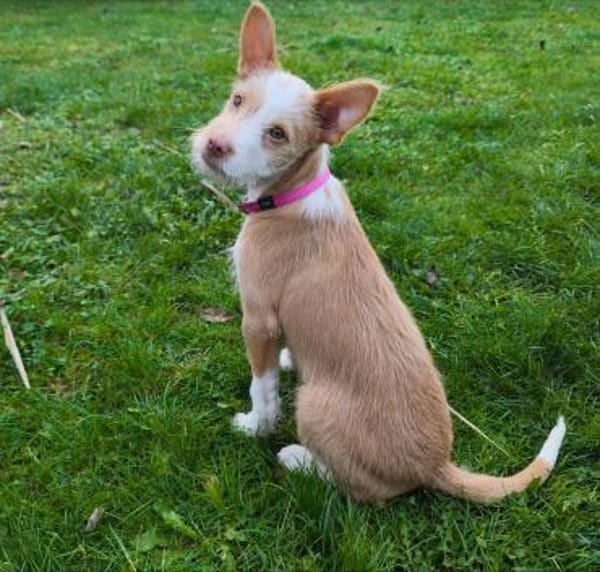 Thyron  kleiner Podenco-Mix sucht