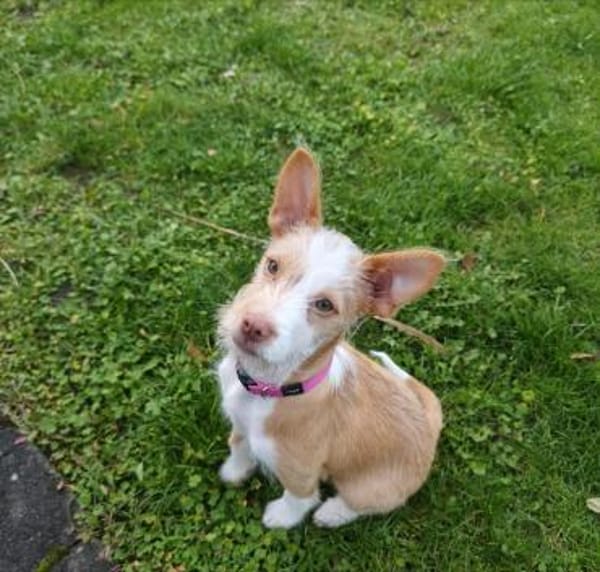 Thyron  kleiner Podenco-Mix sucht