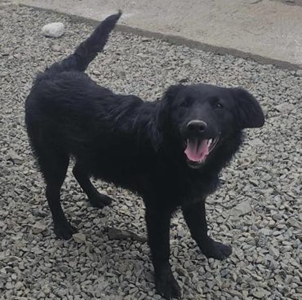 SAMMY - black is  beautyful