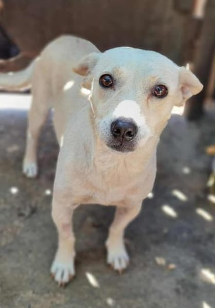 Nisa : Kleine Hündin - riesengroßes Herz