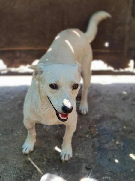 Nisa : Kleine Hündin - riesengroßes Herz