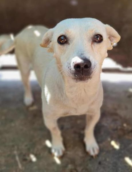 Nisa : Kleine Hündin - riesengroßes Herz