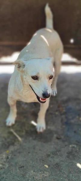 Nisa : Kleine Hündin - riesengroßes Herz