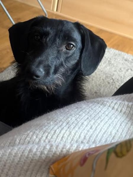 🐕Leah sucht ein neues Zuhause