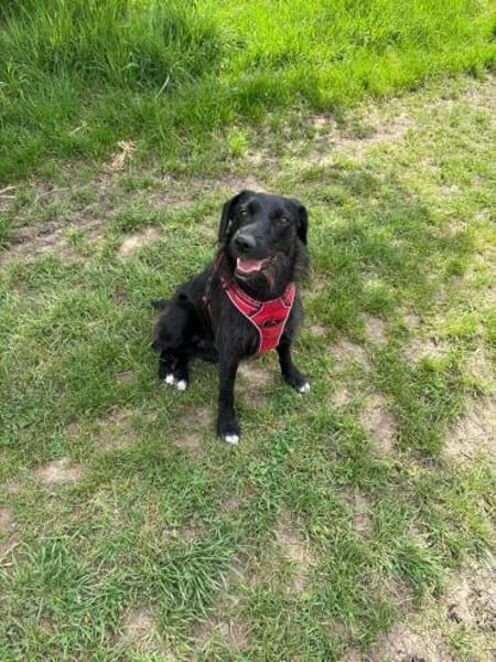 🐕Leah sucht ein neues Zuhause