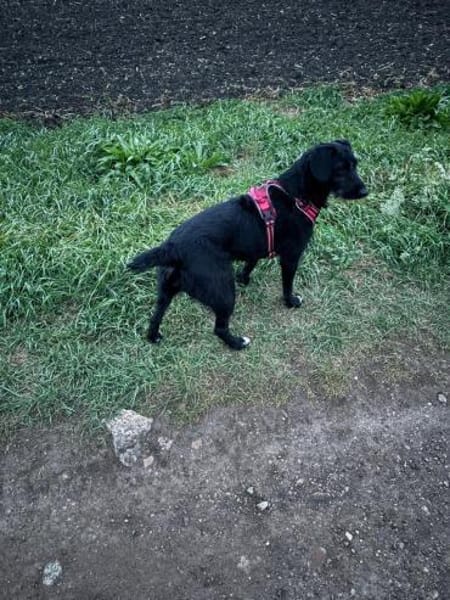 🐕Leah sucht ein neues Zuhause