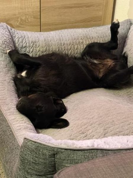 🐕Leah sucht ein neues Zuhause