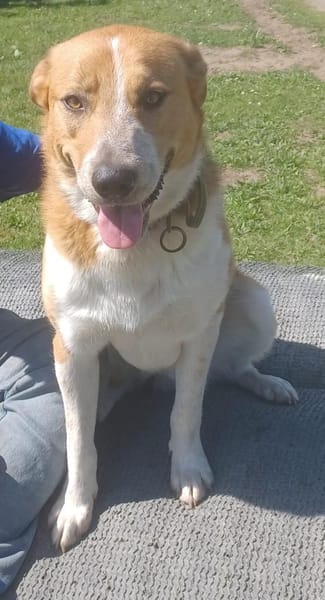 Buddy 💙 sucht Happy-Home