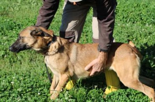 Lalina - sehr kinderlieb u. aufgeweckt