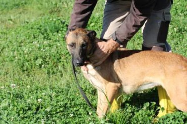 Lalina - sehr kinderlieb u. aufgeweckt