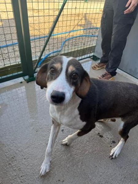 Rex wartet auf sein Für Immer Zuhause