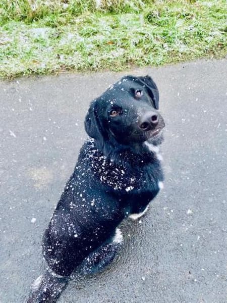 💙Monty💙 sucht seine Menschen