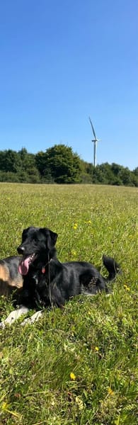 💙Monty💙 sucht seine Menschen