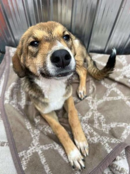 🐾❤ JULIA PASARICA, ca.45/48cm