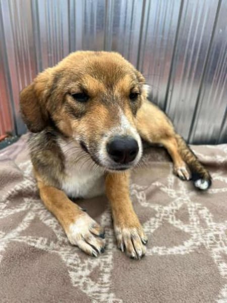 🐾❤ JULIA PASARICA, ca.45/48cm