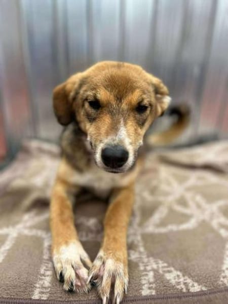 🐾❤ JULIA PASARICA, ca.45/48cm