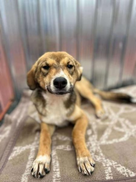 🐾❤ JULIA PASARICA, ca.45/48cm