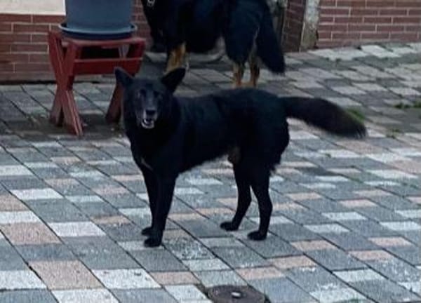 JD sucht seine Familie