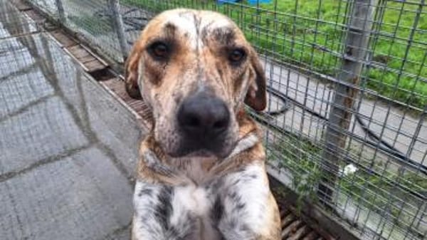 ❤Cleopatra eine sanfte Seele wartet...