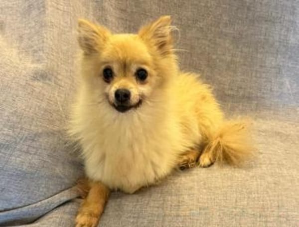 Luna II - eine hübsche kleine Maus