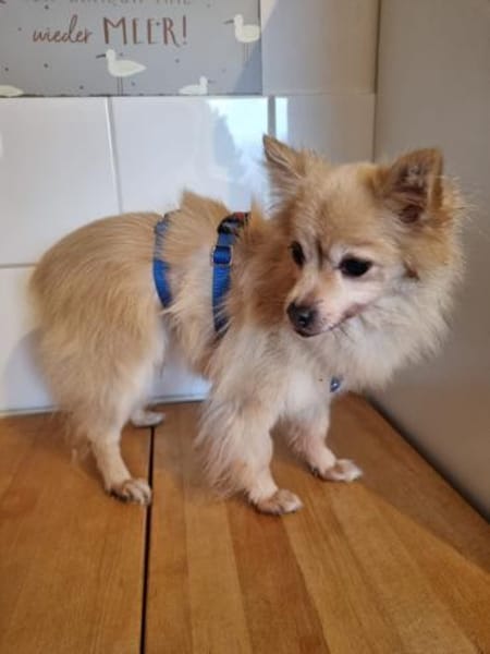 Luna II - eine hübsche kleine Maus