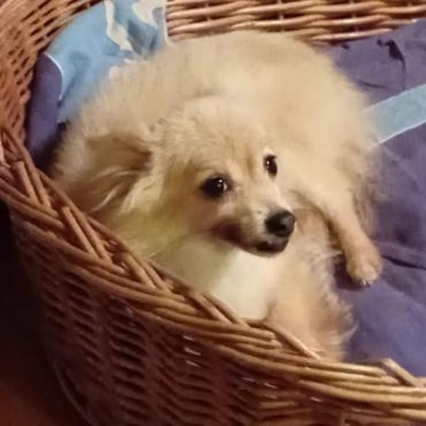 Luna II - eine hübsche kleine Maus