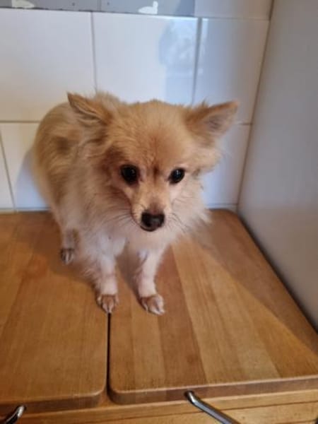 Luna II - eine hübsche kleine Maus