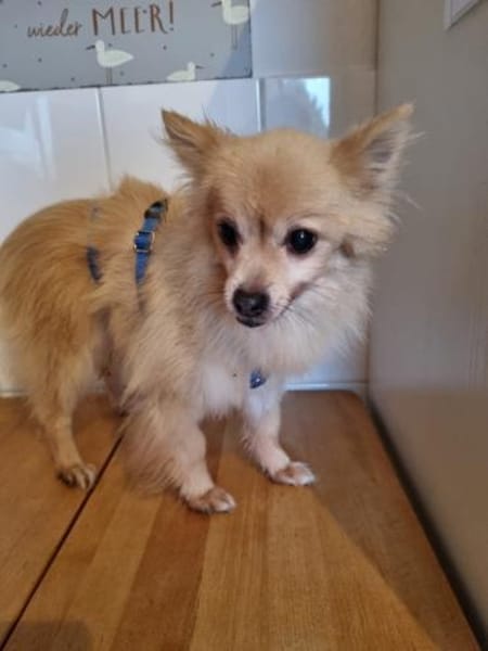 Luna II - eine hübsche kleine Maus