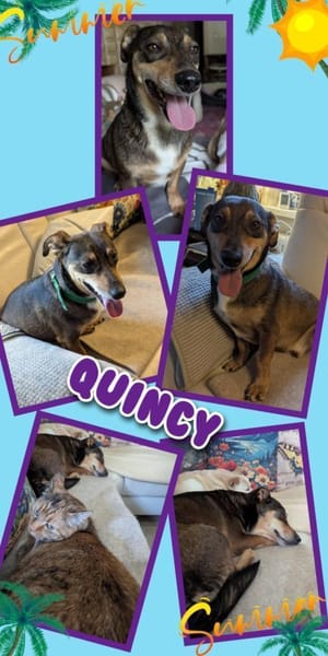 Quincy wartet in 95482 Gefrees!