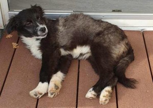 Pedro- auf PS in 90443 Nürnberg