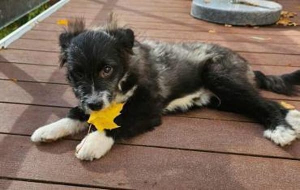 Pedro- auf PS in 90443 Nürnberg