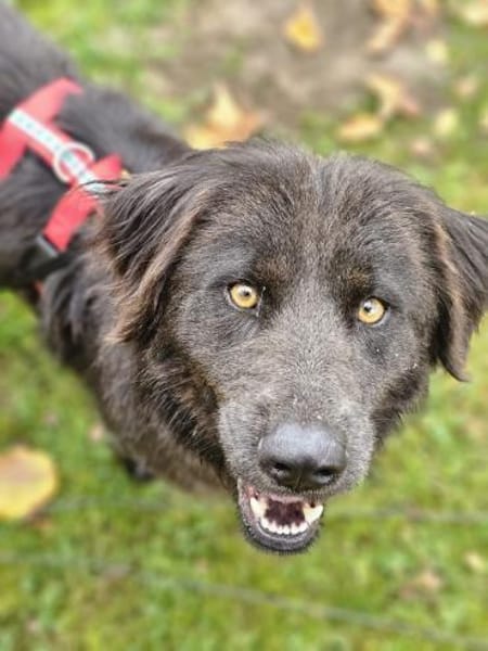 Schöne Sorina sucht ein Zuhause