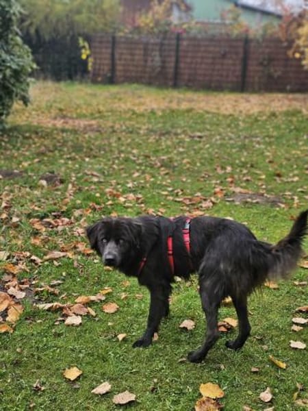 Schöne Sorina sucht ein Zuhause