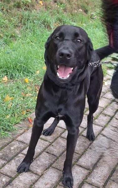 Kira auf Pflegestelle in Bergkamen