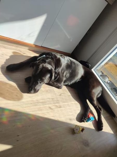 Kira auf Pflegestelle in Bergkamen