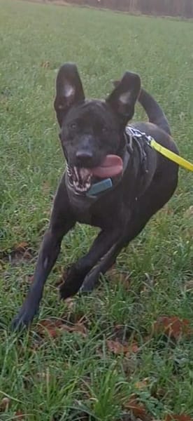 Kira auf Pflegestelle in Bergkamen