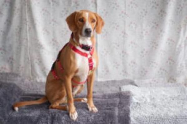 BO - freundlicher&intelligenter Hundebub