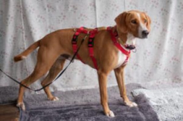 BO - freundlicher&intelligenter Hundebub