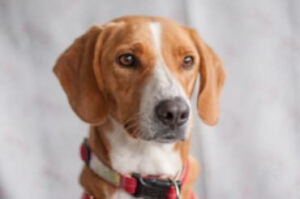 BO - freundlicher&intelligenter Hundebub