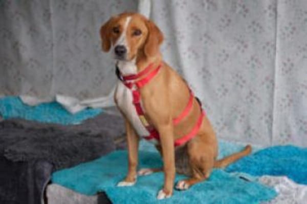 BO - freundlicher&intelligenter Hundebub