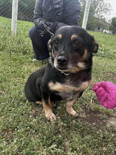 🐾❤ BETTY, 1-2 Jahre alt, ca. 30cm