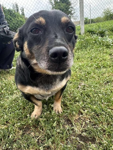 🐾❤ BETTY, 1-2 Jahre alt, ca. 30cm