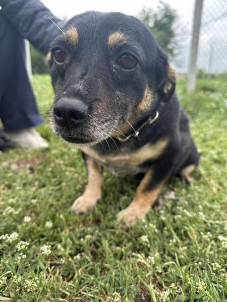 🐾❤ BETTY, 1-2 Jahre alt, ca. 30cm