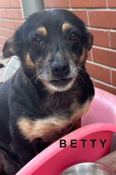 🐾❤ BETTY, 1-2 Jahre alt, ca. 30cm