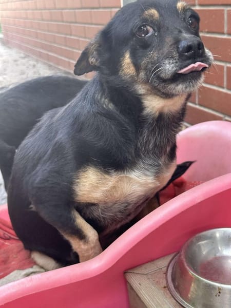 🐾❤ BETTY, 1-2 Jahre alt, ca. 30cm